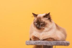 A cat of the Neva Masquerade breed on a yellow background. The cat is beige with brown coloring. photo