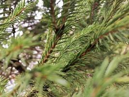 Coniferous branches, background of spruce branches macro photography photo