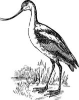 Avocet Recurvirostra, vintage illustration. vector