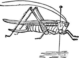 Grasshopper, vintage illustration. vector