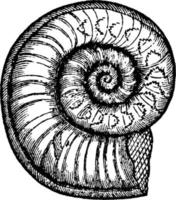 Ammonite or Ammonites obtusus, vintage illustration. vector