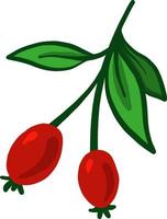 Rosehip on a branch, illustration, vector on a white background.