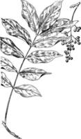 Poison Sumac vintage illustration. vector