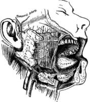 The Salivary Glands, vintage illustration. vector