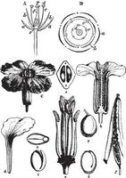 Structure of a Flower vintage illustration. vector