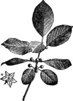 Alder Buckthorn vintage illustration. vector