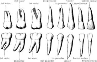 Permanent teeth, vintage illustration. vector