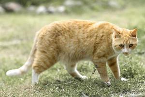 A red striped cat walks on the grass outside photo