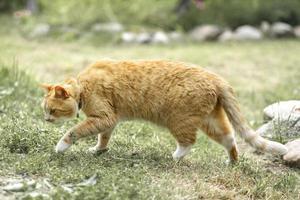 A red striped cat walks on the grass outside photo