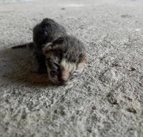 gato recién nacido. gato bebé tratando de aprender a caminar foto