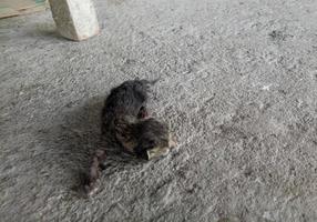 gato recién nacido. gato bebé tratando de aprender a caminar foto