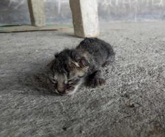 newborn cat. baby cat trying to learn to walk photo