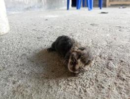 gato recién nacido. gato bebé tratando de aprender a caminar foto