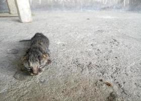 gato recién nacido. gato bebé tratando de aprender a caminar foto