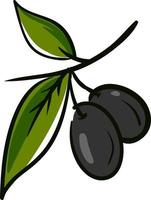 Black olive, illustration, vector on white background