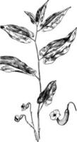 Virginia Snakeroot vintage illustration. vector