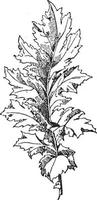 Leaf of Akanthos Mollis has pointed lobes terminating in spines and narrow leaves, vintage engraving. vector