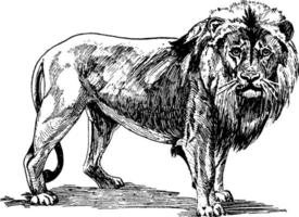 león panthera leo felidae, ilustración vintage. vector