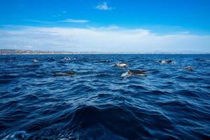 Dolphin pod leaping in ocean with coast photo