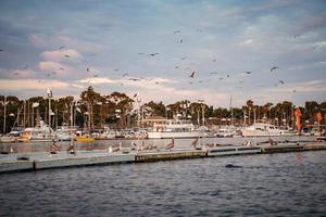 pelícanos, gaviotas y barcos en el muelle al atardecer foto