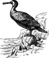 Cormorant Phalacrocoracidae Shags Phalacrocorax pygmaeus or Phalacrocorax perspicillatus, vintage illustration. vector