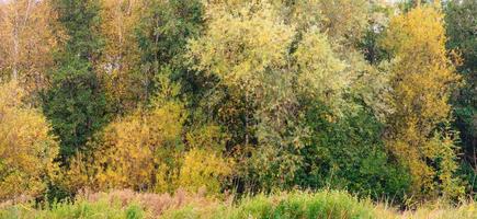 colores de otoño en el bosque holandés. abtwoudse bos, delft, países bajos. foto