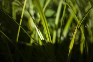 Green grass in sunlight. Plants in summer. Grass in nature. photo