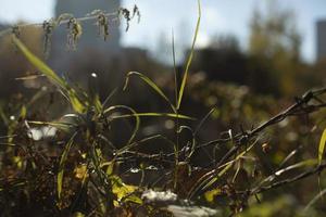 Plants in garden. Details of nature in autumn. Leaves and stems. photo