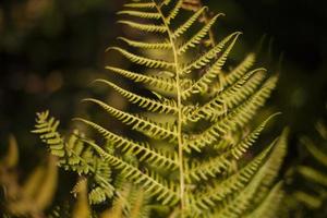 Fern in summer. Green plant in forest. Fern texture. Stems and leaves. photo