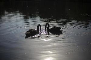 Two black swans on pond. Birds swim on water. Graceful animals. photo