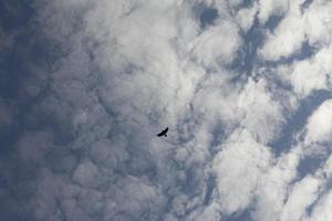 Bird in sky. Raven flies. Flight of bird against background of clouds. Animal life. photo