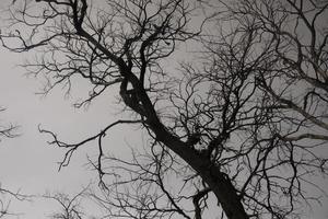 Tree without leaves against gray sky. Cloudy weather. Details of nature in autumn. photo