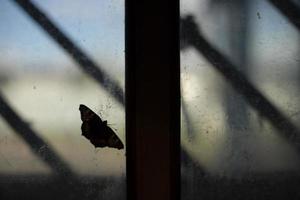 Butterfly on glass. Silhouette of butterfly on window. Details of old interior. photo