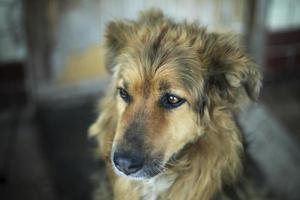 Portrait of dog. Old dog with long hair. photo