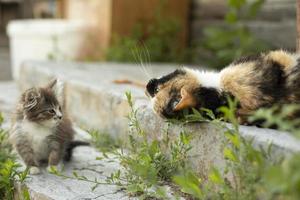 Kitten and cat in yard of house. Kitten in summer. Cat family. Pets on street. photo