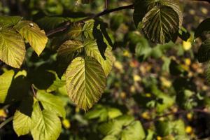 Plants in garden. Details of nature in autumn. Leaves and stems. photo