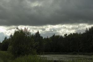 Nature in summer. Plants in park. Natural beauty. photo