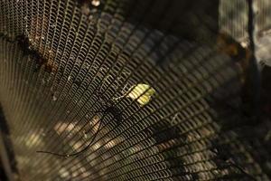 Mesh steel texture. Grid in sunlight. Fence in detail. photo