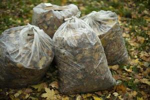 Bags of leaves. Transparent bag with foliage. Cleaning in yard in autumn. photo