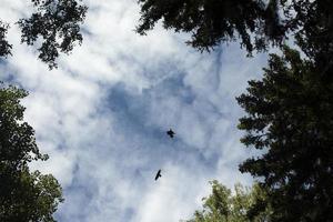 Crows fly in sky. Two birds in background of clouds. Life of crows. photo