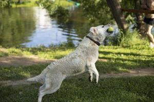 Dog jumps for ball. Labrador in summer. Animal plays. photo