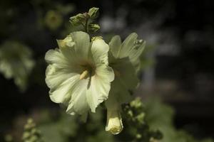 Flowers in garden. Details of nature. Natural background. photo