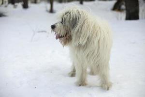 Dog in winter in park. Walking with pet in snow. White coat of dog. photo