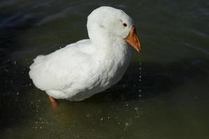 White goose stands in water. Goose washable. Animal in countryside. photo