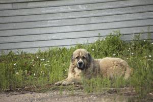 Caucasian Shepherd Dog. Homeless dog lies on asphalt. photo