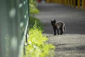 Black kitten playing in yard. Black cat on sunny day outside. Homeless animal walks on asphalt. photo