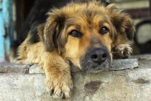 cara de perro retrato de perro callejero. la mascota se encuentra en el umbral. foto