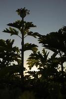 Weedy plant. Hogweed against sky. Plant in nature. photo