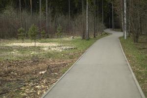 Road in park. Asphalted road in green zone. photo