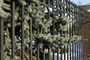 Spruce tree behind fence. Wood through lattice. Blue spruce on private grounds. photo